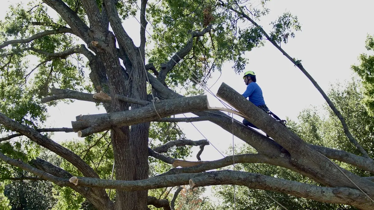 Professional Hazardous Tree Removal performed by certified arborists in Hartwood